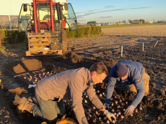 Highlighted image: CNB Hyacintenshowtuin: ruim 80 cultivars zijn geplant!